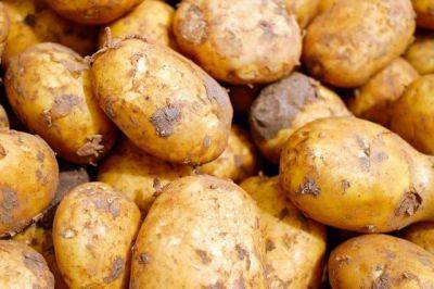 Как замедлить прорастание картофеля? - aif.ru
