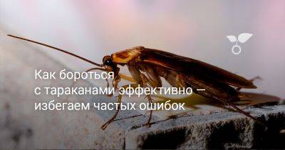 Как бороться с тараканами эффективно — избегаем частых ошибок - botanichka.ru