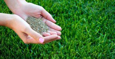 Газонная трава: виды, особенности выращивания и ухода - thisisdacha.ru