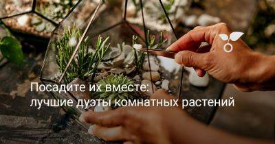 Посадите их вместе: лучшие дуэты комнатных растений - botanichka.ru