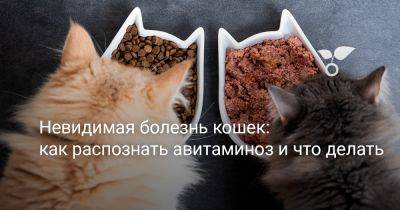 Невидимая болезнь кошек: как распознать авитаминоз и что делать - botanichka.ru