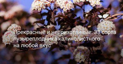 Прекрасные и неприхотливые: 33 сорта пузыреплодника калинолистного на любой вкус - botanichka.ru - Россия