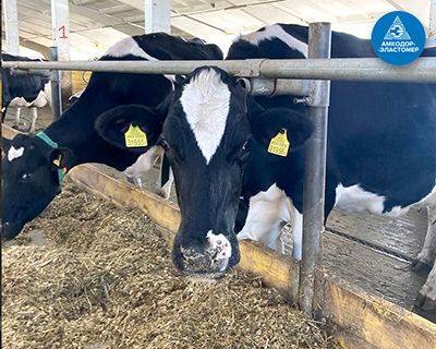 ЗАО «Амкодор-Эластомер» производит сельскохозяйственные ковры (маты) для молочно-товарных ферм - rynok-apk.ru - Белоруссия