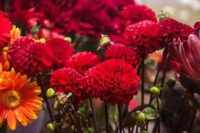 Ольга Котова - Анастасия Коврижных - Какие цветы высадить в саду, чтобы наполнить его невероятным ароматом: топ-5 растений - belnovosti.by