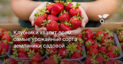 Клубники хватит всем: самые урожайные сорта земляники садовой - botanichka.ru