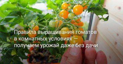 Правила выращивания томатов в комнатных условиях — получаем урожай даже без дачи - botanichka.ru