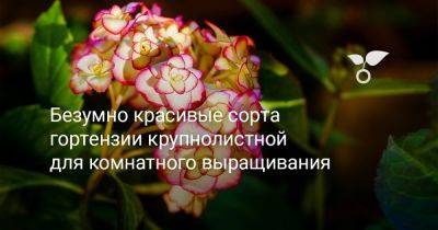 Безумно красивые сорта гортензии крупнолистной для комнатного выращивания - botanichka.ru