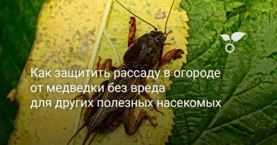 Как защитить рассаду в огороде от медведки без вреда для других полезных насекомых - botanichka.ru - Россия