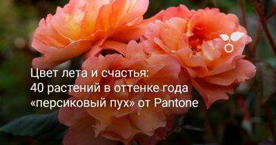 Цвет лета и счастья: 40 растений в оттенке года «персиковый пух» - botanichka.ru - Россия