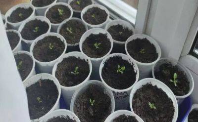 Как новичкам обеззараживать семена томатов: 3 способа защитить рассаду от болезней