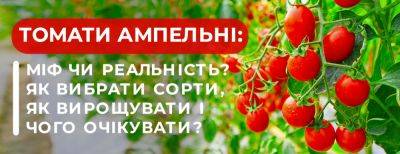 Ампельные томаты: миф или реальность – как выбрать сорта, как выращивать и чего ожидать в результате - yaskravaklumba.com.ua