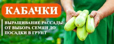 Рассада кабачков: все этапы выращивания - yaskravaklumba.com.ua - Украина