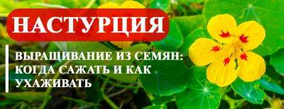 Выращивание настурции из семян в Украине: когда сажать и как ухаживать - yaskravaklumba.com.ua - Украина