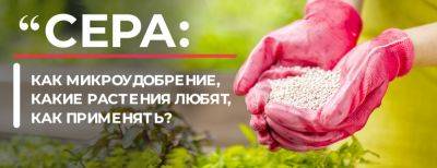 Сера как микроудобрение: какие растения любят, как применять - yaskravaklumba.com.ua - г. Виноград