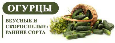 Вкусные и скороспелые: самые лучшие ранние сорта огурцов - yaskravaklumba.com.ua - Украина