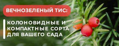 Тис – вечнозеленый и неприхотливый: колоновидные и компактные сорта для вашего сада - yaskravaklumba.com.ua