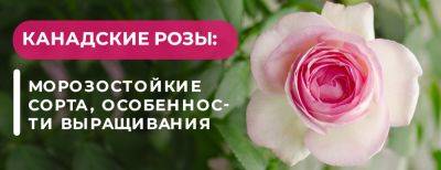 Канадские розы - обаяние морозостойких сортов: особенности выращивания - yaskravaklumba.com.ua - Украина