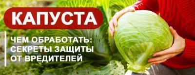 Чем обработать капусту: секреты эффективной защиты от вредителей - yaskravaklumba.com.ua