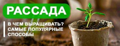 В чем выращивать рассаду? Успех состоит из мелочей! - yaskravaklumba.com.ua