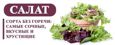 Сорта салата без горечи: самые сочные, вкусные и хрустящие - yaskravaklumba.com.ua - Украина