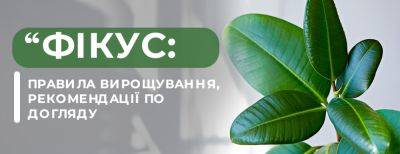Фикус – неприхотливой и выразительный: правила выращивания, рекомендации по уходу - yaskravaklumba.com.ua