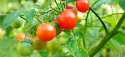 20 шагов к отличной рассаде томатов в домашних условиях. - yaskravaklumba.com.ua