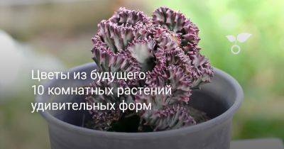 Цветы из будущего: 10 комнатных растений удивительных форм - botanichka.ru