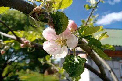 Анастасия Коврижных - Яблоки будут крупные: что нужно сделать с яблоней ранней весной - belnovosti.by
