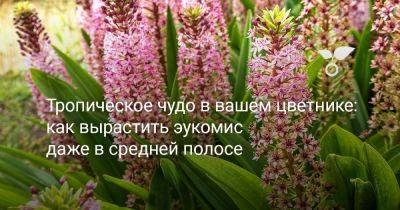 Тропическое чудо в вашем цветнике: как вырастить эукомис даже в средней полосе - botanichka.ru