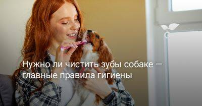 Нужно ли чистить зубы собаке — главные правила гигиены - botanichka.ru