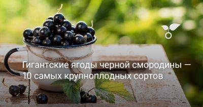 Гигантские ягоды черной смородины — 10 самых крупноплодных сортов - botanichka.ru