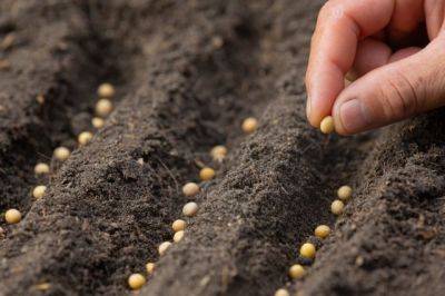 При какой температуре почвы можно сажать семена в открытый грунт? - aif.ru