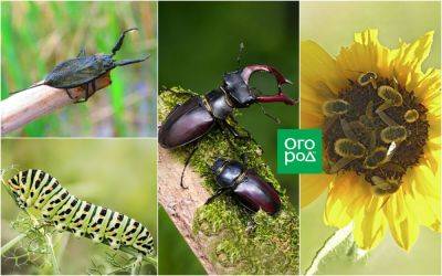 10 удивительных насекомых, которых можно встретить в средней полосе - ogorod.ru - Россия