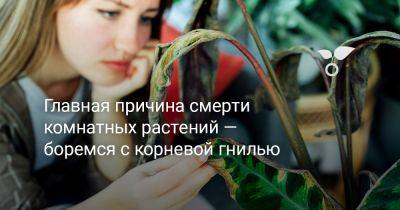 Главная причина смерти комнатных растений — боремся с корневой гнилью - botanichka.ru - республика Коми