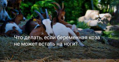 Что делать, если беременная коза не может встать на ноги? - botanichka.ru