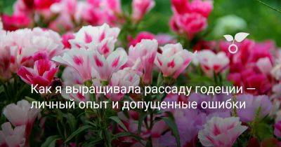 Как я выращивала рассаду годеции — личный опыт и допущенные ошибки - botanichka.ru