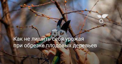 Как не лишить себя урожая при обрезке плодовых деревьев - botanichka.ru