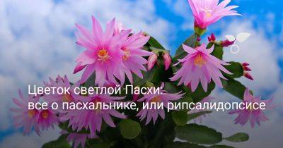 Цветок светлой Пасхи: всё о пасхальнике, или рипсалидопсисе - botanichka.ru