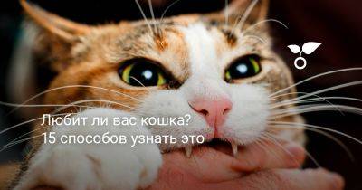 Любит ли вас кошка? 15 способов узнать это - botanichka.ru