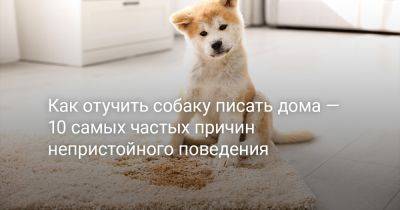 Как отучить собаку писать дома — 10 самых частых причин непристойного поведения - botanichka.ru