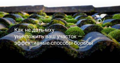 Как не дать мху уничтожить ваш участок — эффективные способы борьбы - botanichka.ru