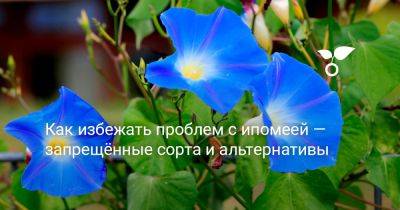 Как избежать проблем с ипомеей — запрещённые сорта и альтернативы - botanichka.ru