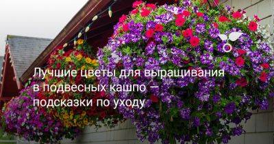 Лучшие цветы для выращивания в подвесных кашпо — подсказки по уходу - botanichka.ru