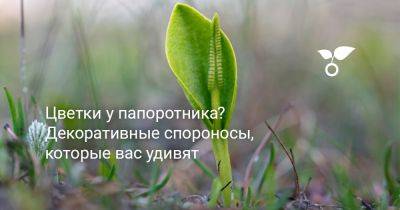 Цветки у папоротника? Декоративные спороносы, которые вас удивят - botanichka.ru