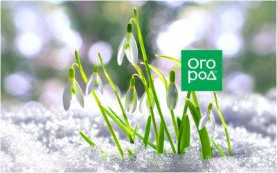 Поздняя весна – чем грозит и как обезопасить урожай? - ogorod.ru