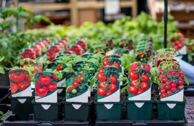 Первые помидоры в июне – это реально! Самые ранние сорта и гибриды томатов - ogorod.ru