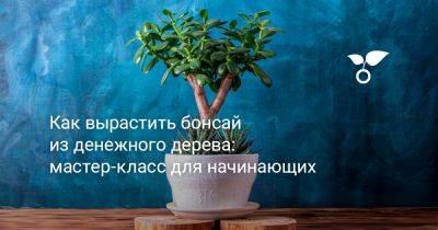 Как вырастить бонсай из денежного дерева: мастер-класс для начинающих - botanichka.ru