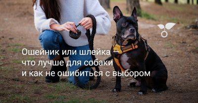 Ошейник или шлейка — что лучше для собаки и как не ошибиться с выбором - botanichka.ru