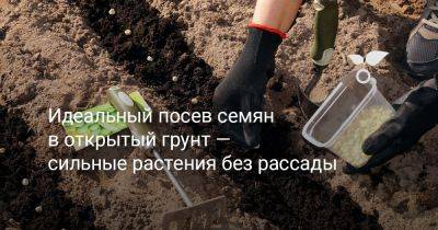 Идеальный посев семян в открытый грунт — сильные растения без рассады - botanichka.ru