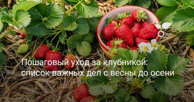Пошаговый уход за клубникой: список важных дел с весны до осени - botanichka.ru